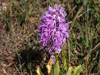 Italienische Knabenkraut Orchidee